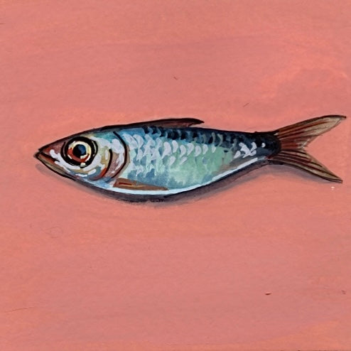 Mini Sardine Pair
