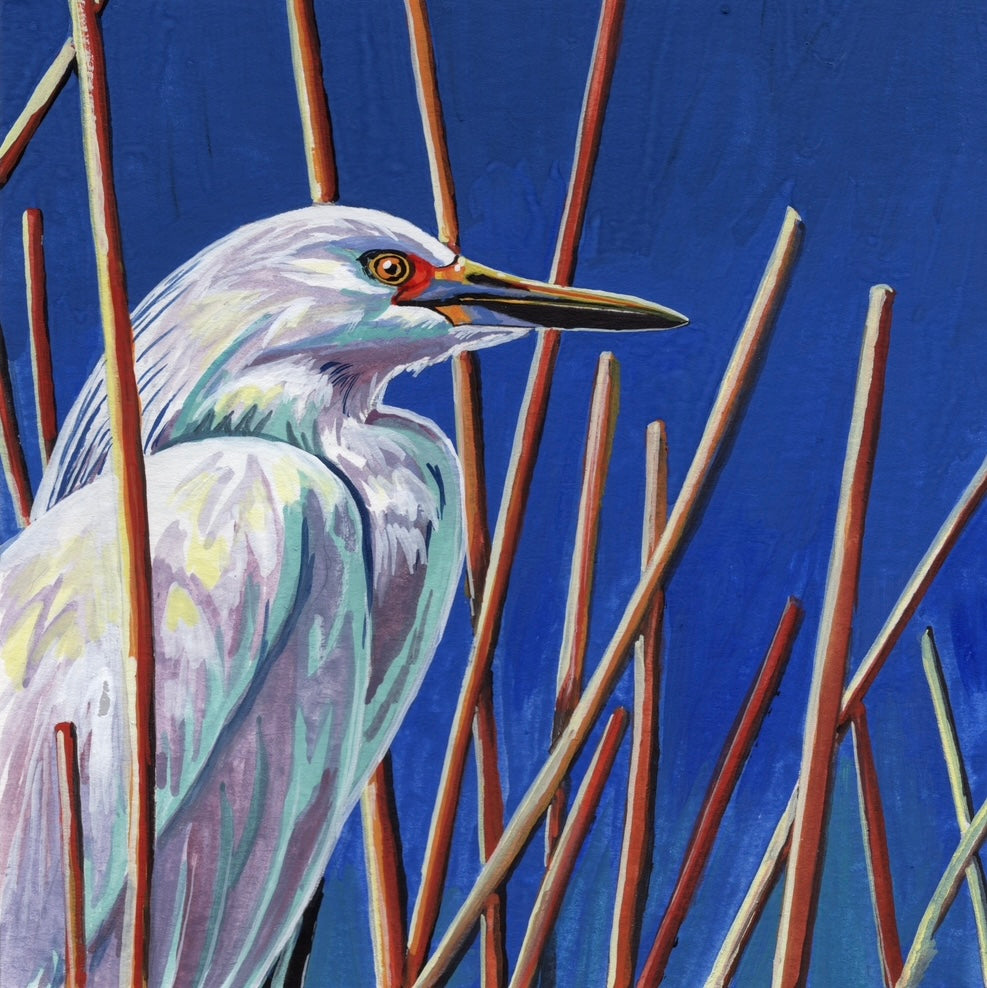 Egret in the Reeds