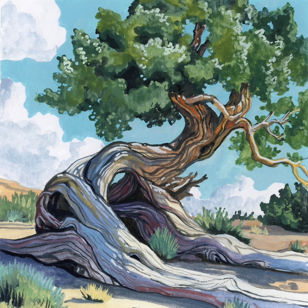 Rooted