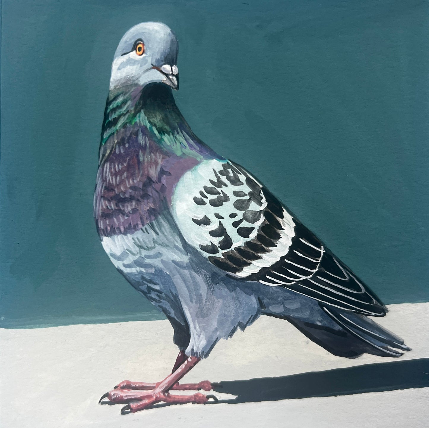 Pigeon
