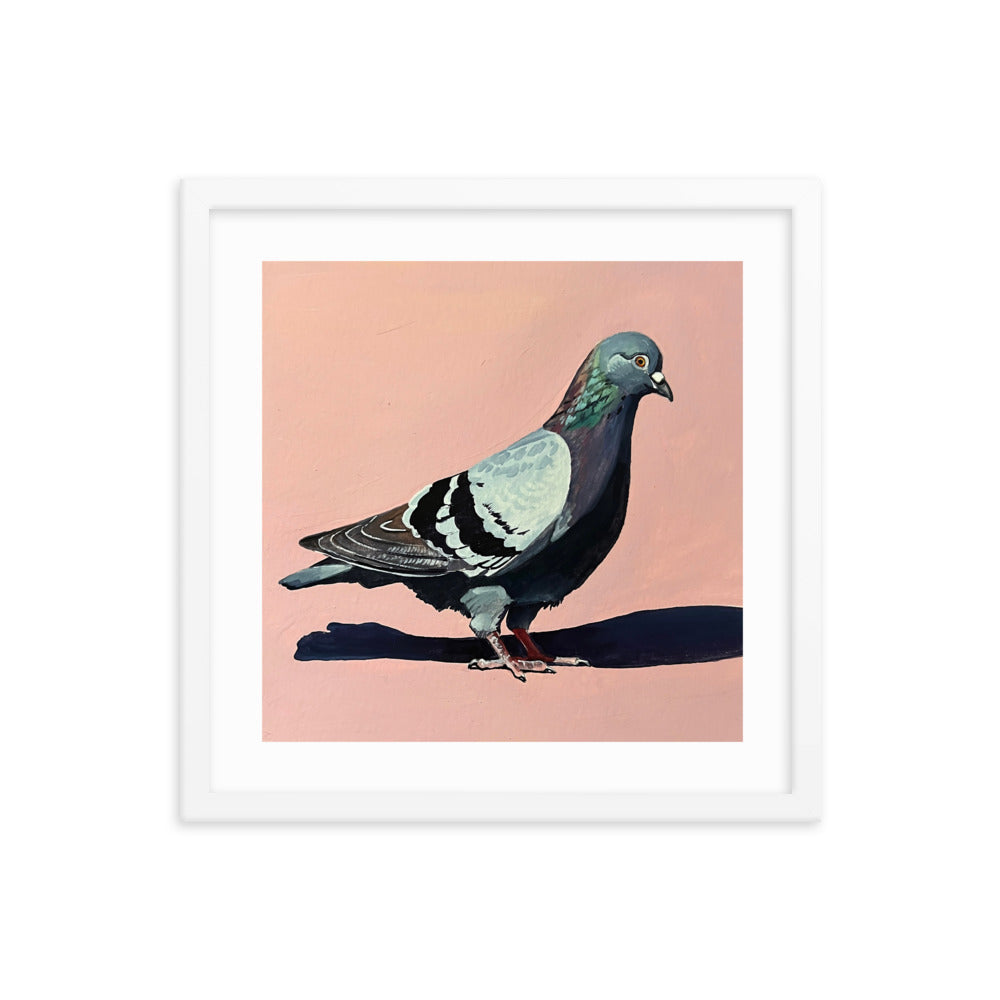 Pigeon on Pink Framed Print