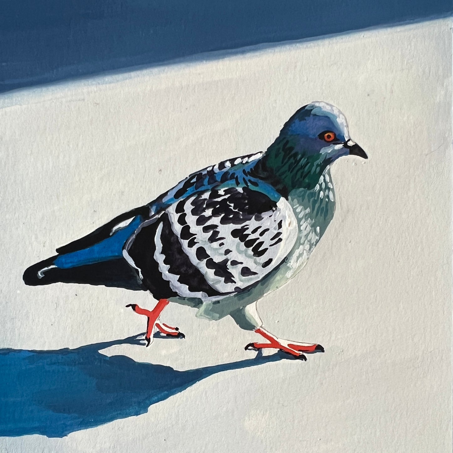 Italian Pigeon