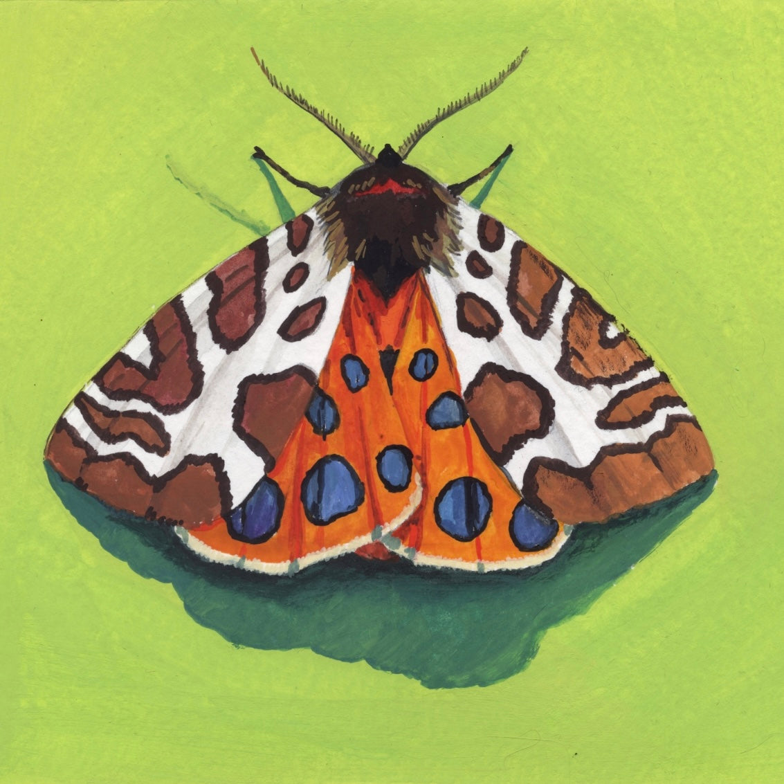 Tiger Moth