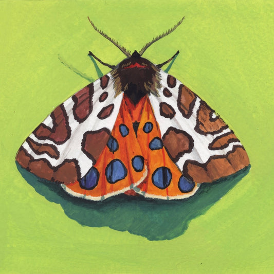 Tiger Moth