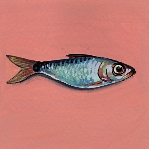 Mini Sardine Pair