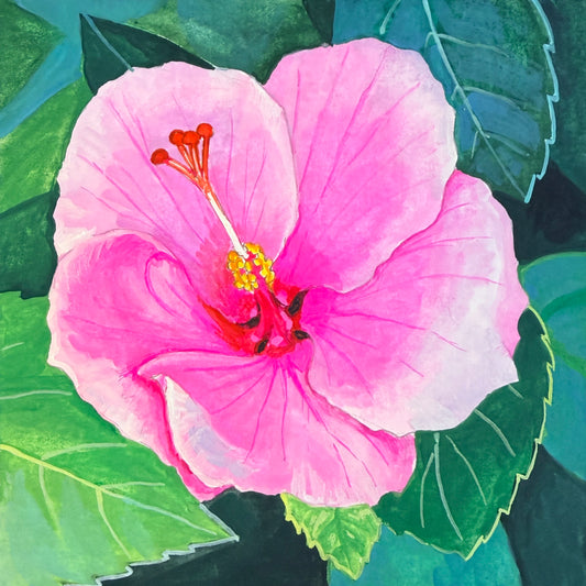 Pink Hibiscus