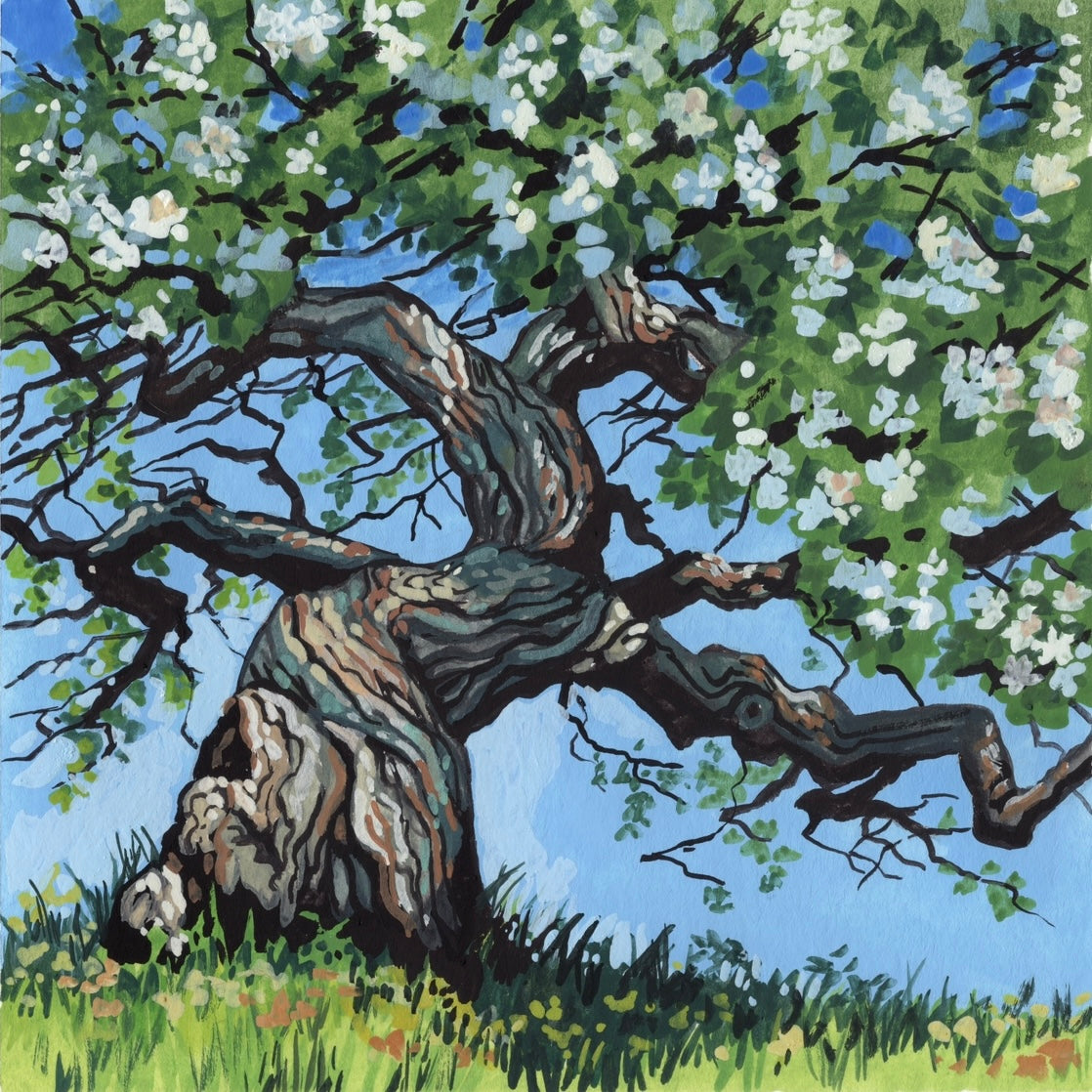In the Orchard