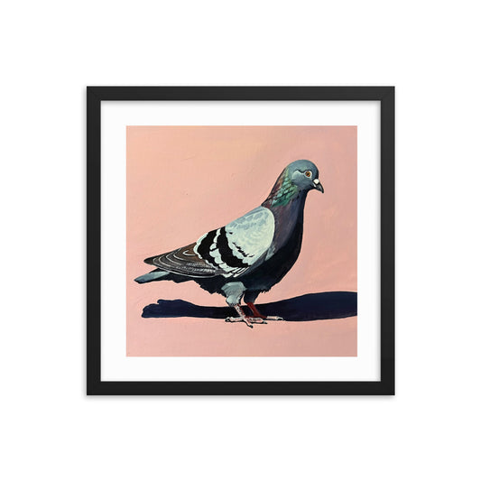 Pigeon on Pink Framed Print
